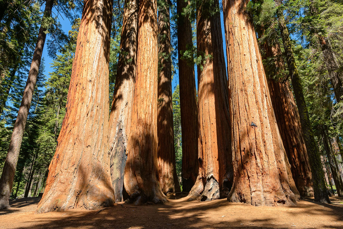 Mammutbäume am Pacific Crest Trail